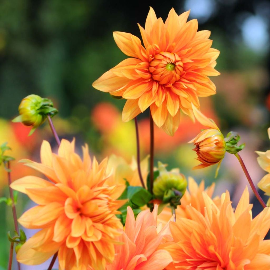 Dahlia décoratif Motto