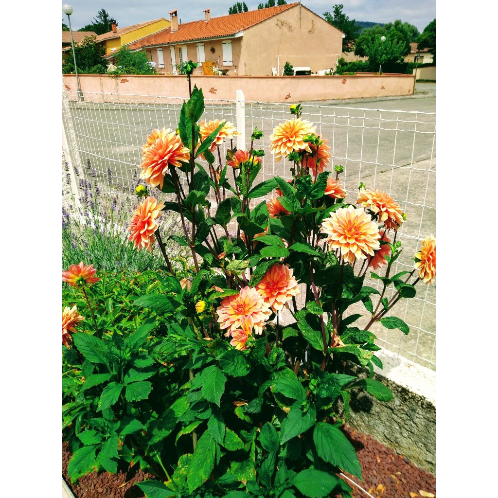 Dahlia décoratif Motto