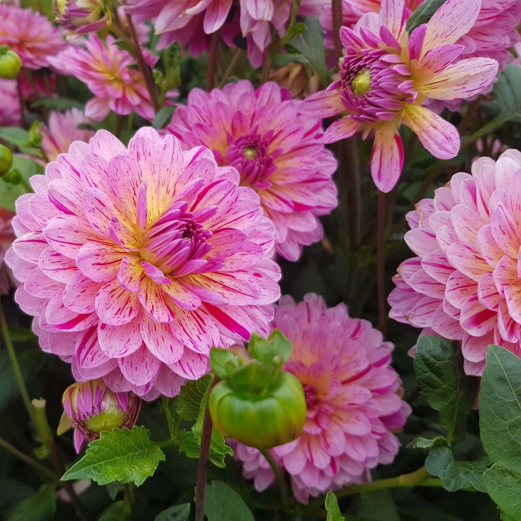 Dahlia décoratif Tropical