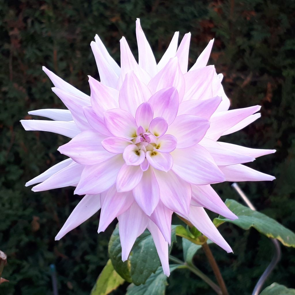 Dahlia décoratif Victoria Ann