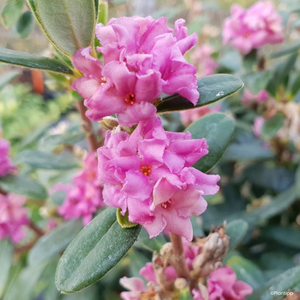 Daphné hybride Sweetheart