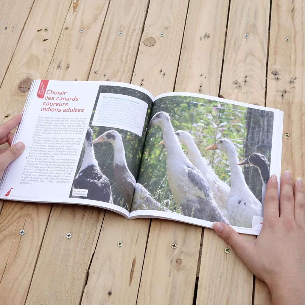 Des canards coureurs indiens dans mon jardin