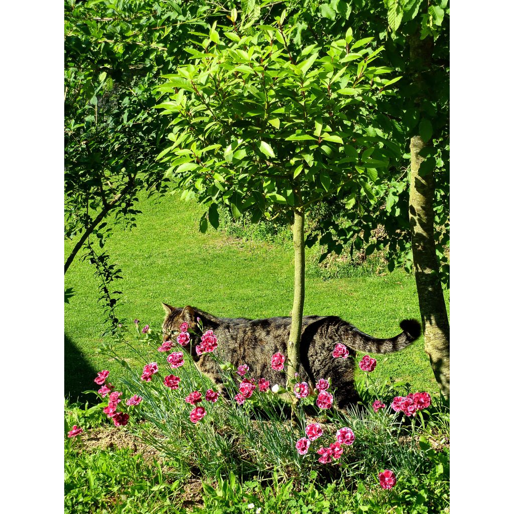 Dianthus Scent First Coral Reef - Œillet mignardise