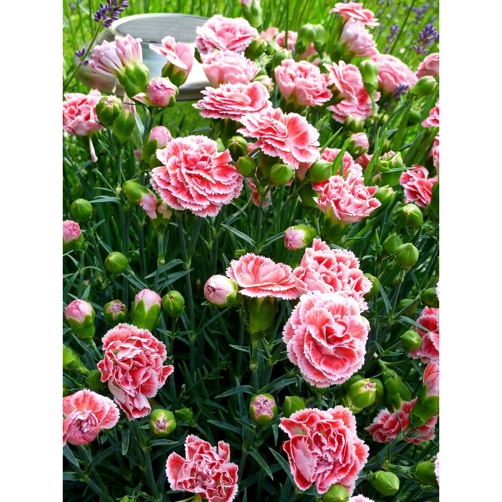 Dianthus Scent First Coral Reef - Œillet mignardise