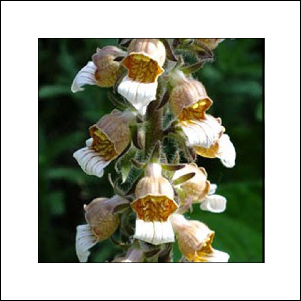 Digitale laineuse Café Crème - Digitalis lanata