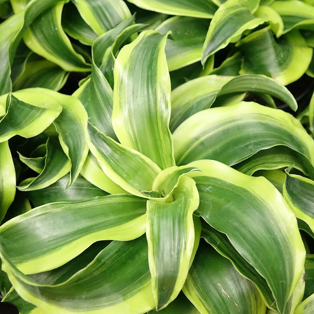 Dracaena Dragontree Tornado - Dragonnier 