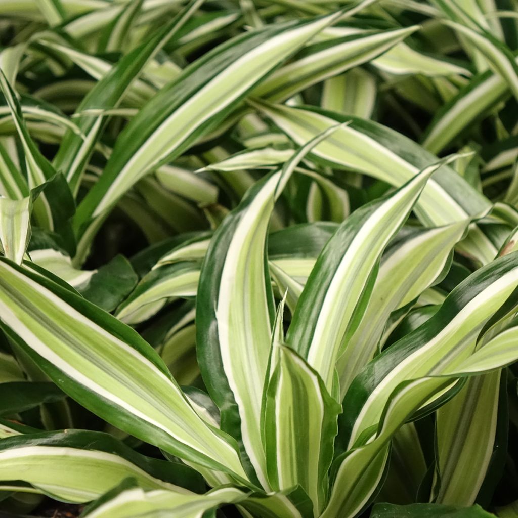 Dracaena Malaika - Dragonnier 