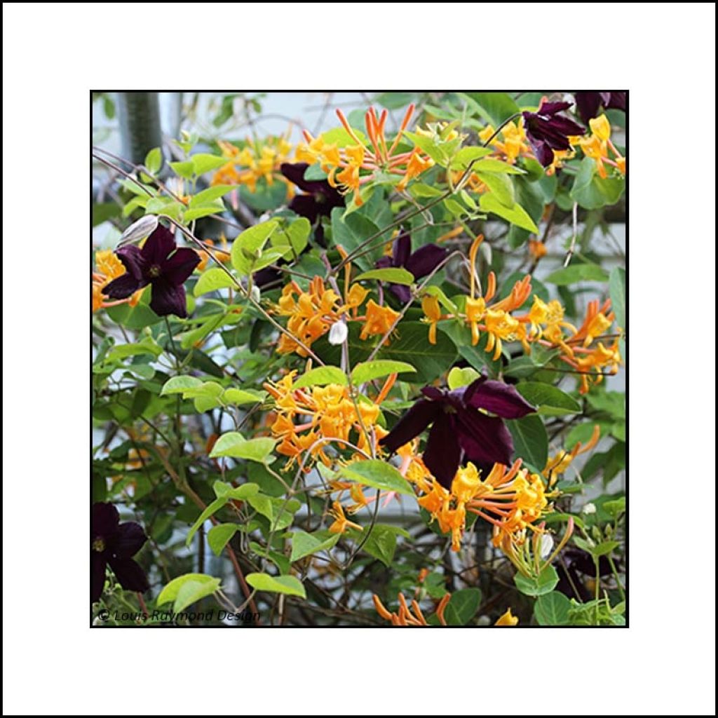 Duo endiablé - Collection de Chèvrefeuille et Clématite