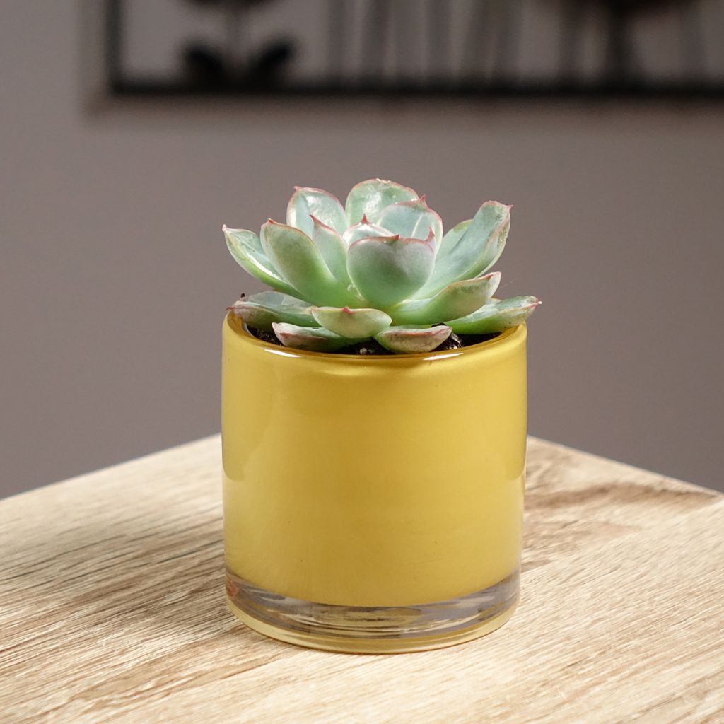 Echeveria Shira