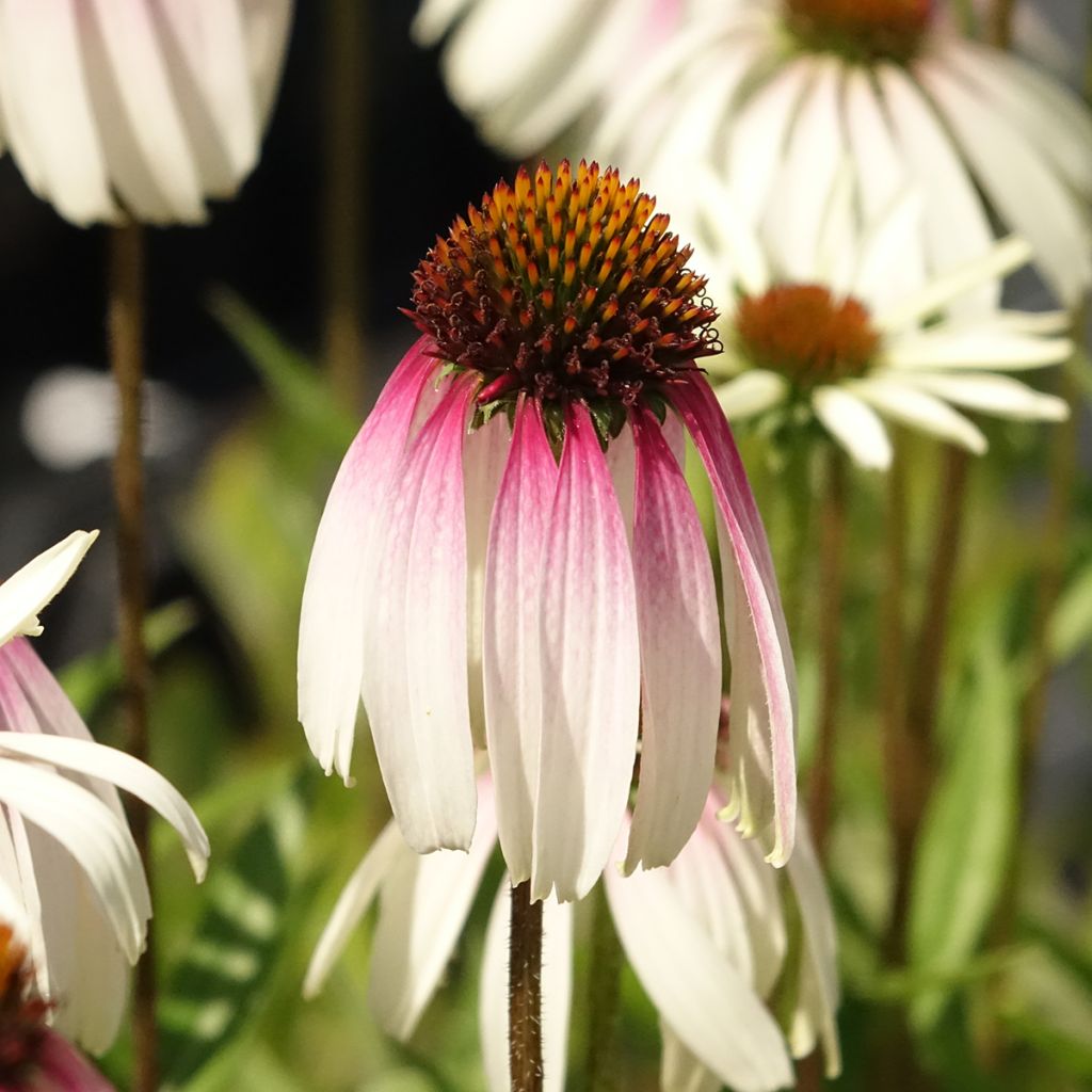 Echinacea JS Engeltje Pretty Parasols - Echinacée