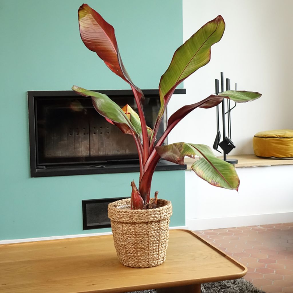 Ensete ventricosum Maurelii - Bananier rouge d'Abyssinie