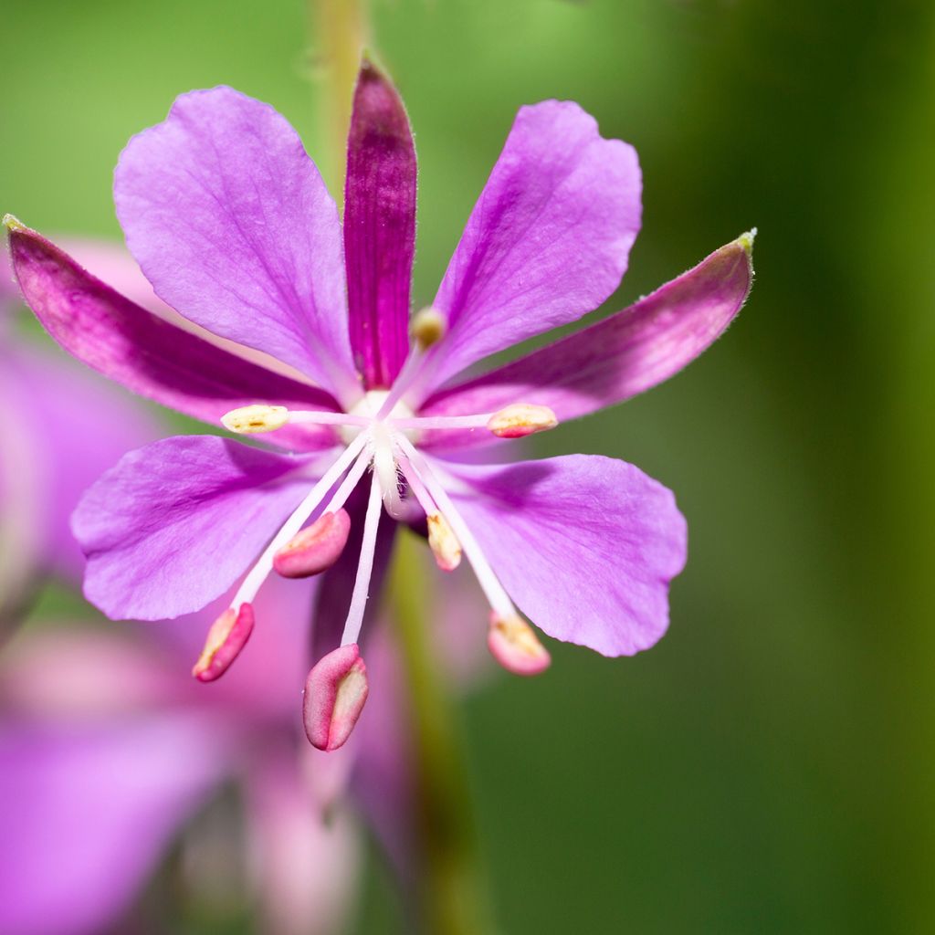 Epilobe en épi - Epilobium angustifolium