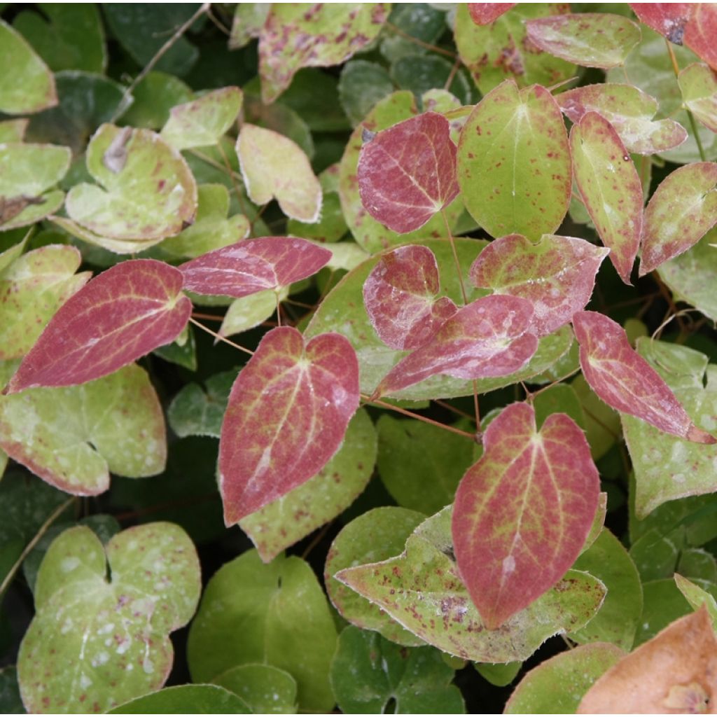 Fleur des Elfes - Epimedium pinnatum ssp colchicum