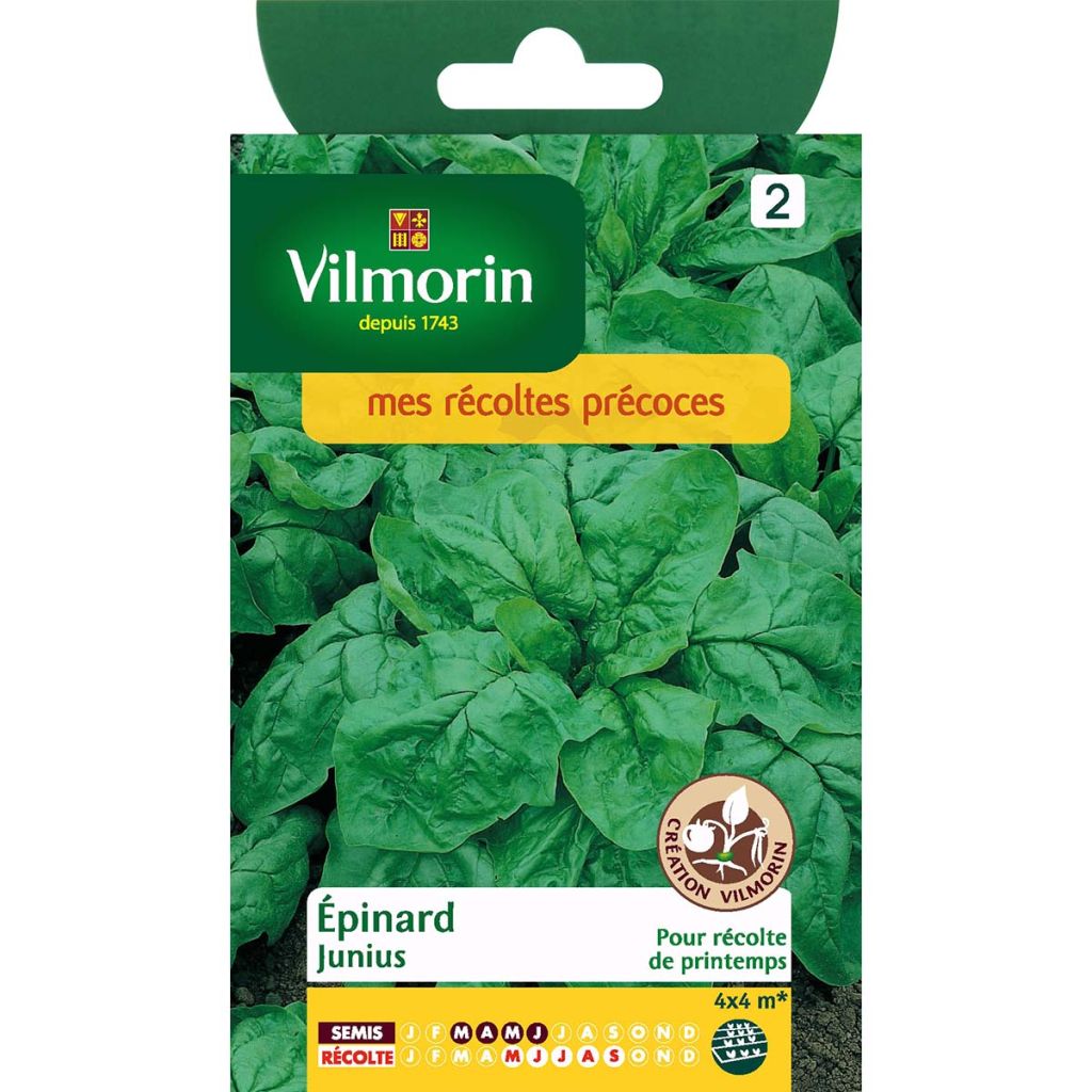Epinard Junius (Création Vilmorin) - Vilmorin