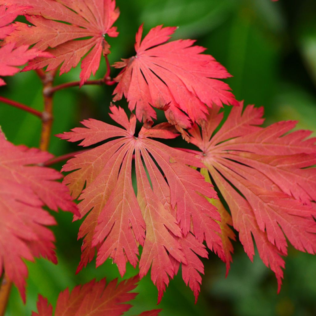 Érable du Japon - Acer japonicum Aconitifolium