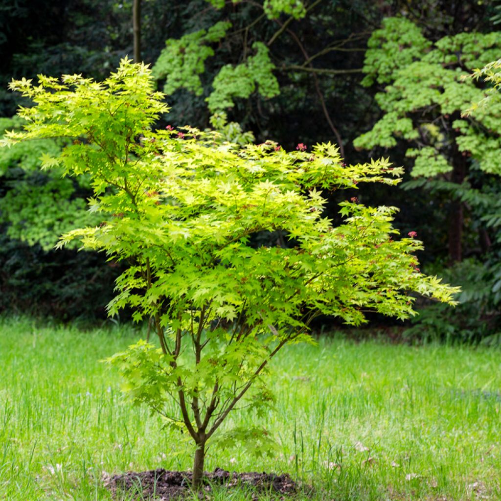 Érable du Japon - Acer japonicum Aconitifolium