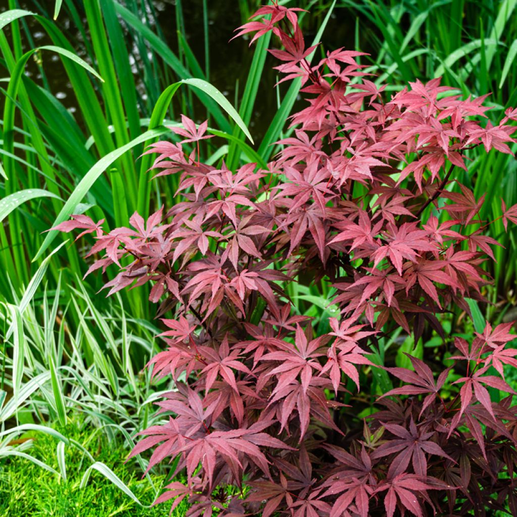 Érable du Japon - Acer palmatum Atropurpureum