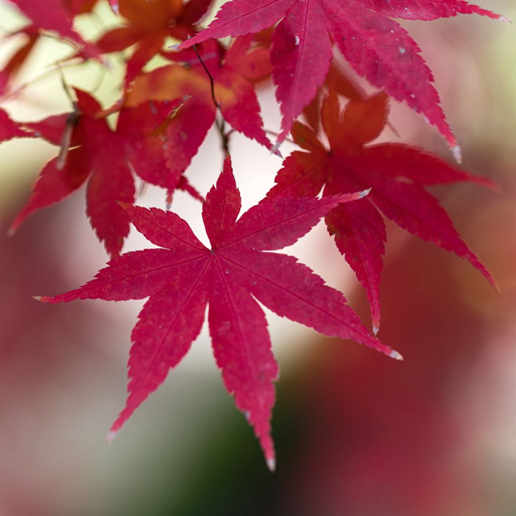 Érable du Japon - Acer palmatum Atropurpureum