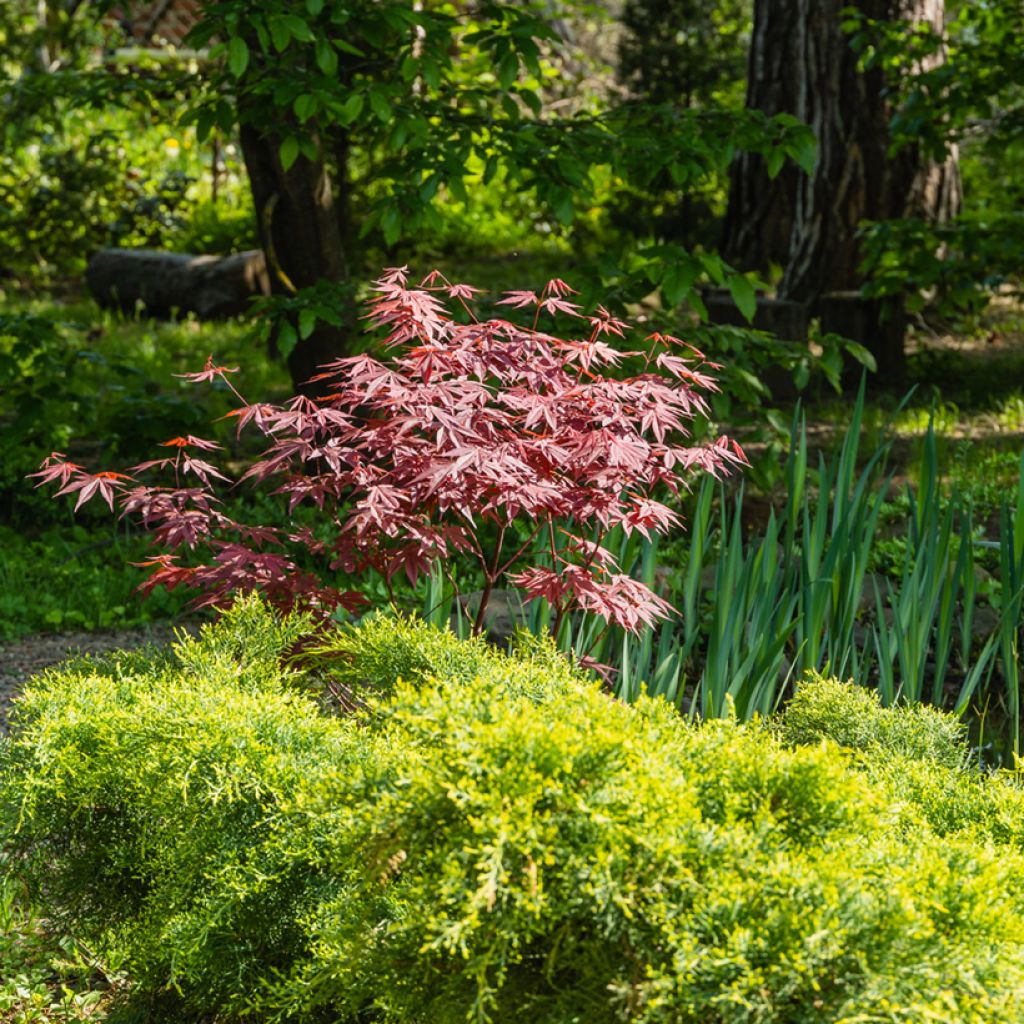 Érable du Japon - Acer palmatum Atropurpureum