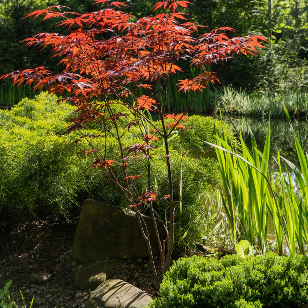 Érable du Japon - Acer palmatum Atropurpureum