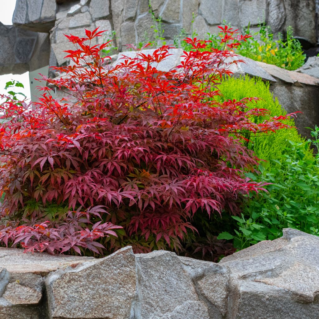 Érable du Japon - Acer palmatum Bloodgood