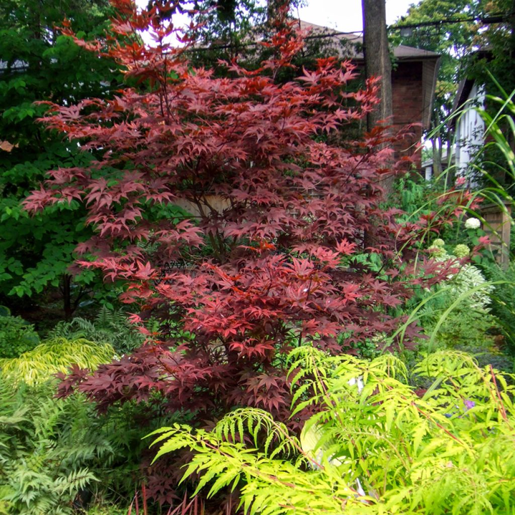 Érable du Japon - Acer palmatum Bloodgood