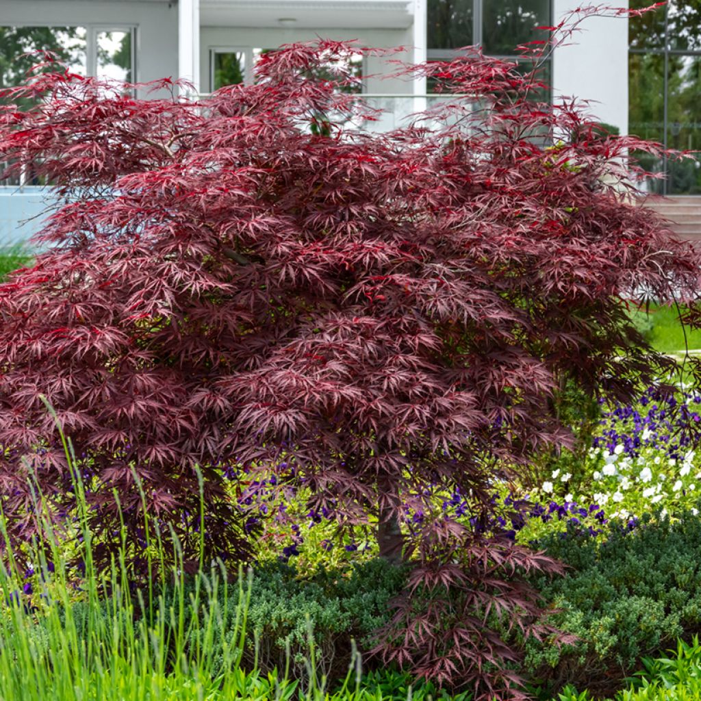 Érable du Japon - Acer palmatum Crimson Queen