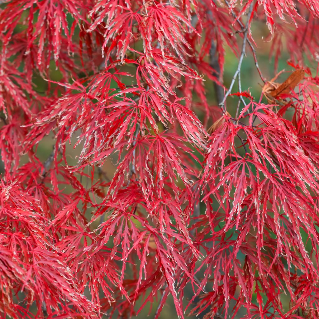 Érable du Japon - Acer palmatum Crimson Queen