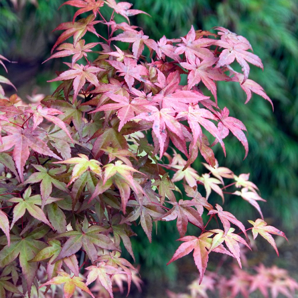 Érable du Japon - Acer palmatum Deshojo