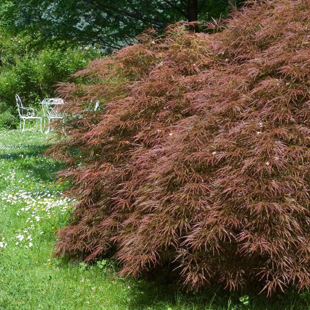 Érable du Japon - Acer palmatum Dissectum Garnet