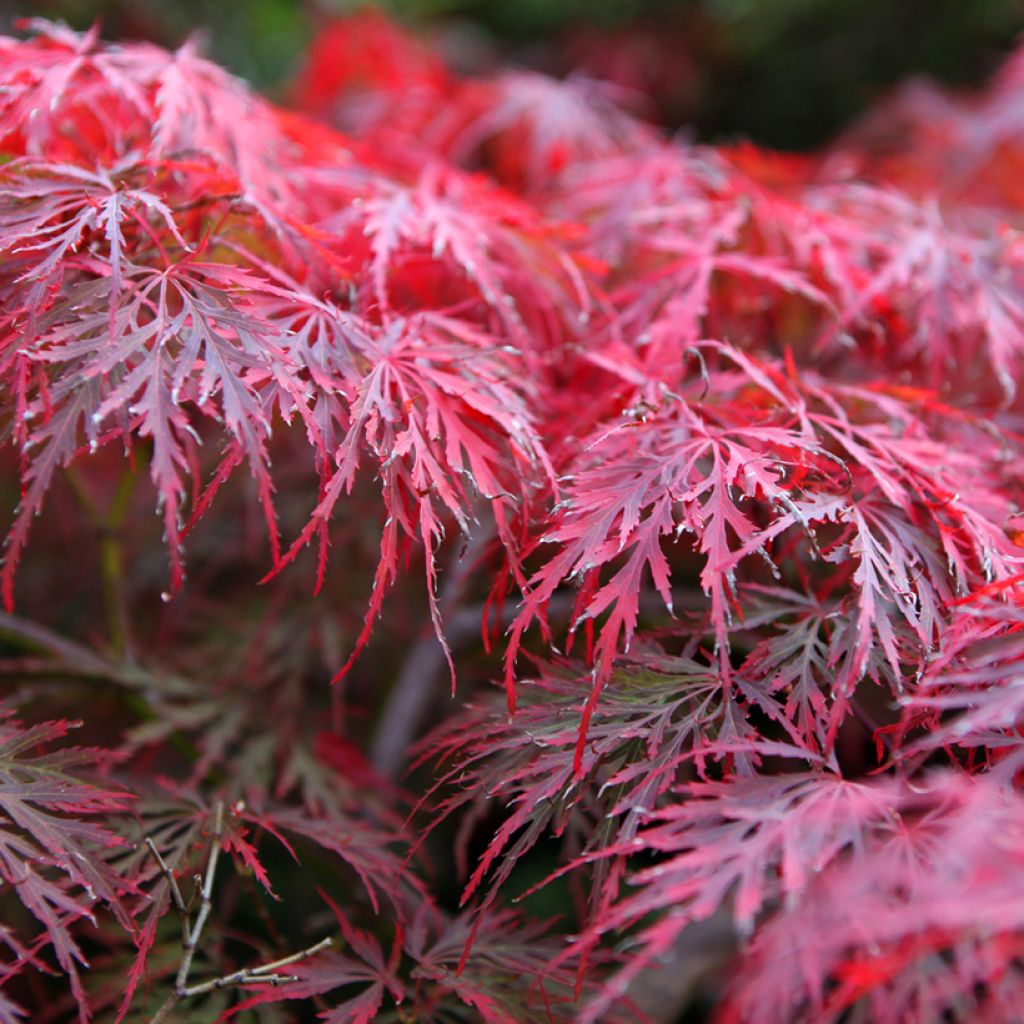 Érable du Japon - Acer palmatum Dissectum Garnet