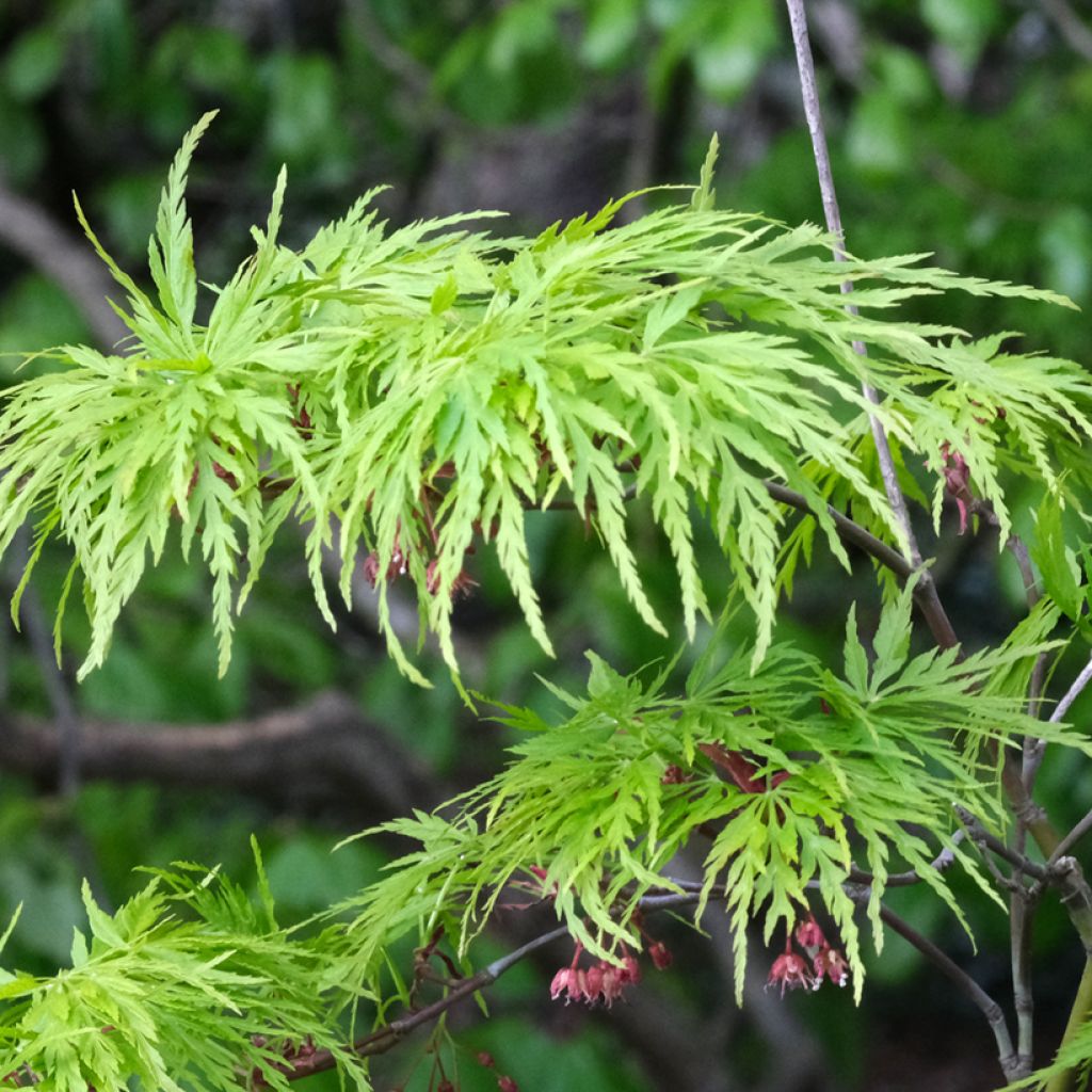 Érable du Japon - Acer palmatum Dissectum Viridis