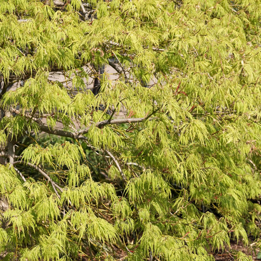 Érable du Japon - Acer palmatum Dissectum Viridis