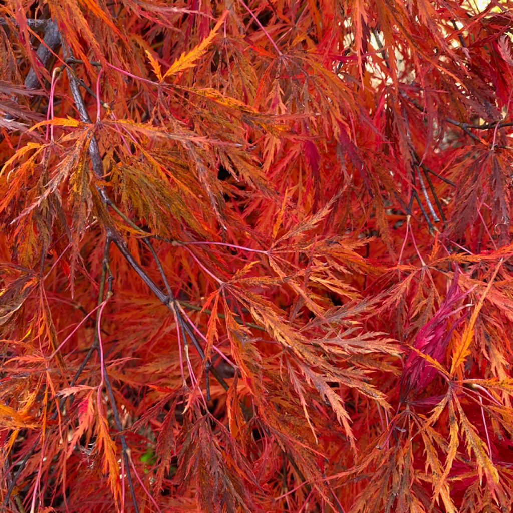 Érable du Japon - Acer palmatum Dissectum Viridis