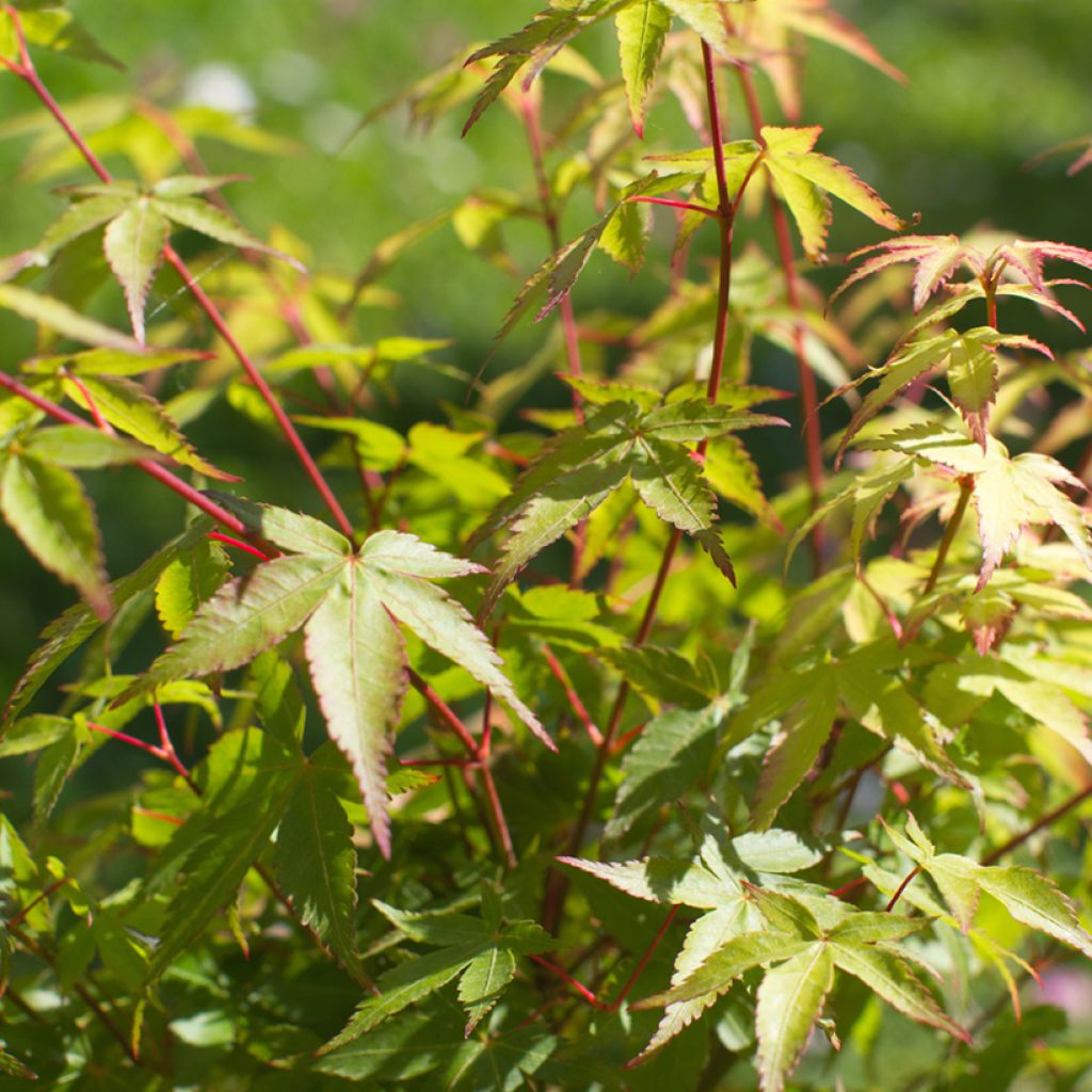 Érable du Japon - Acer palmatum Little Princess