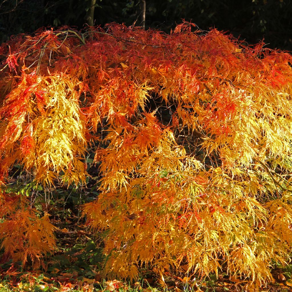 Érable du Japon - Acer palmatum Orange Flame