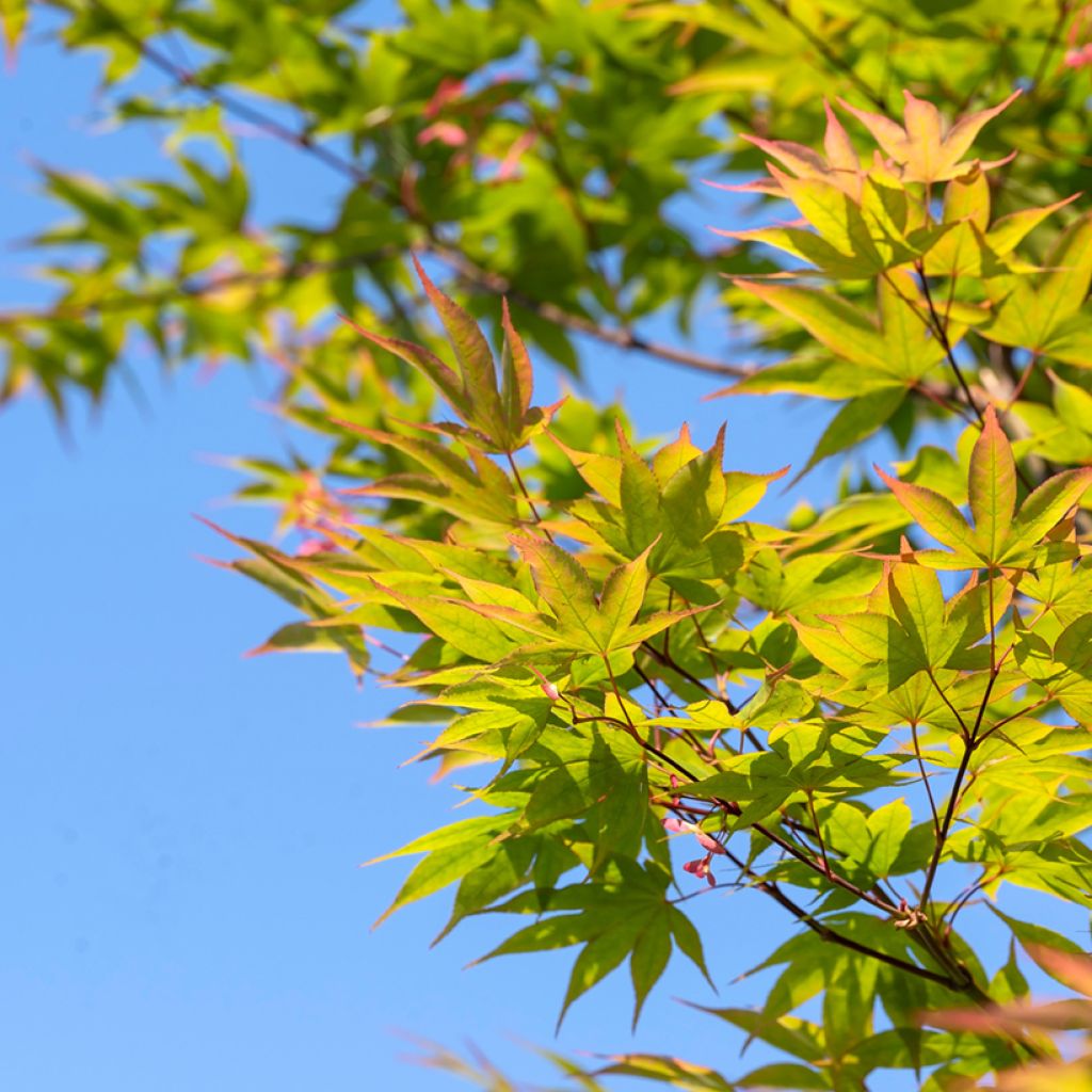 Érable du Japon - Acer palmatum Osakazuki