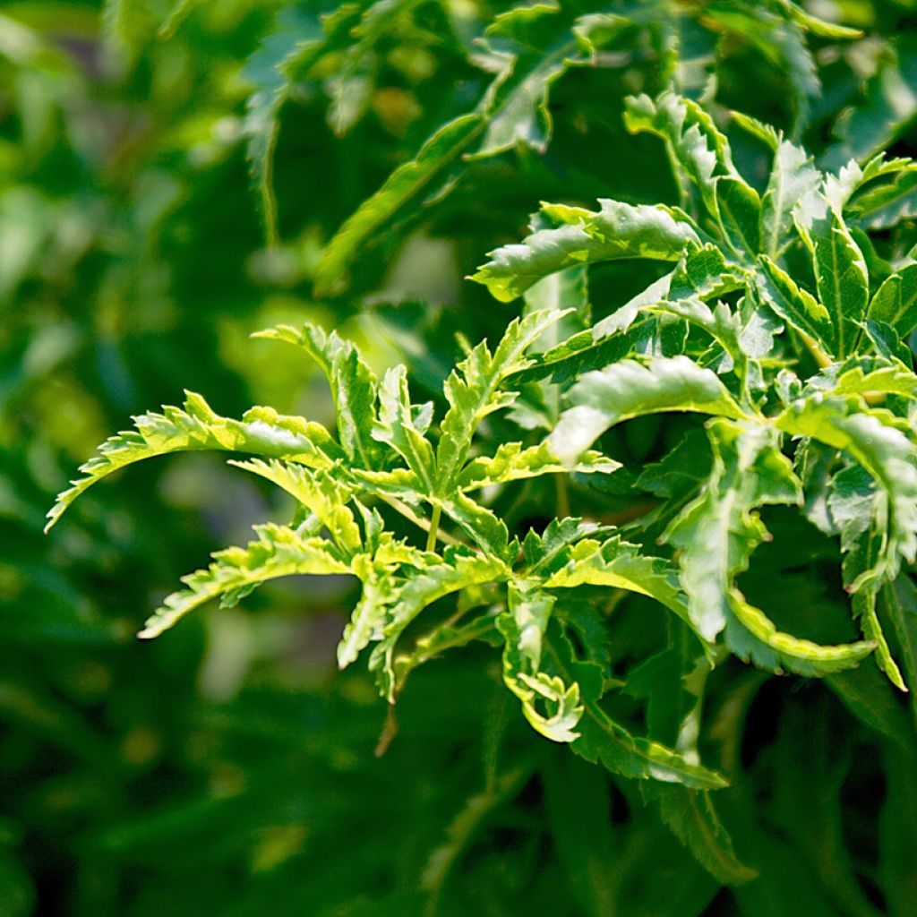 Érable du Japon - Acer palmatum Shishigashira