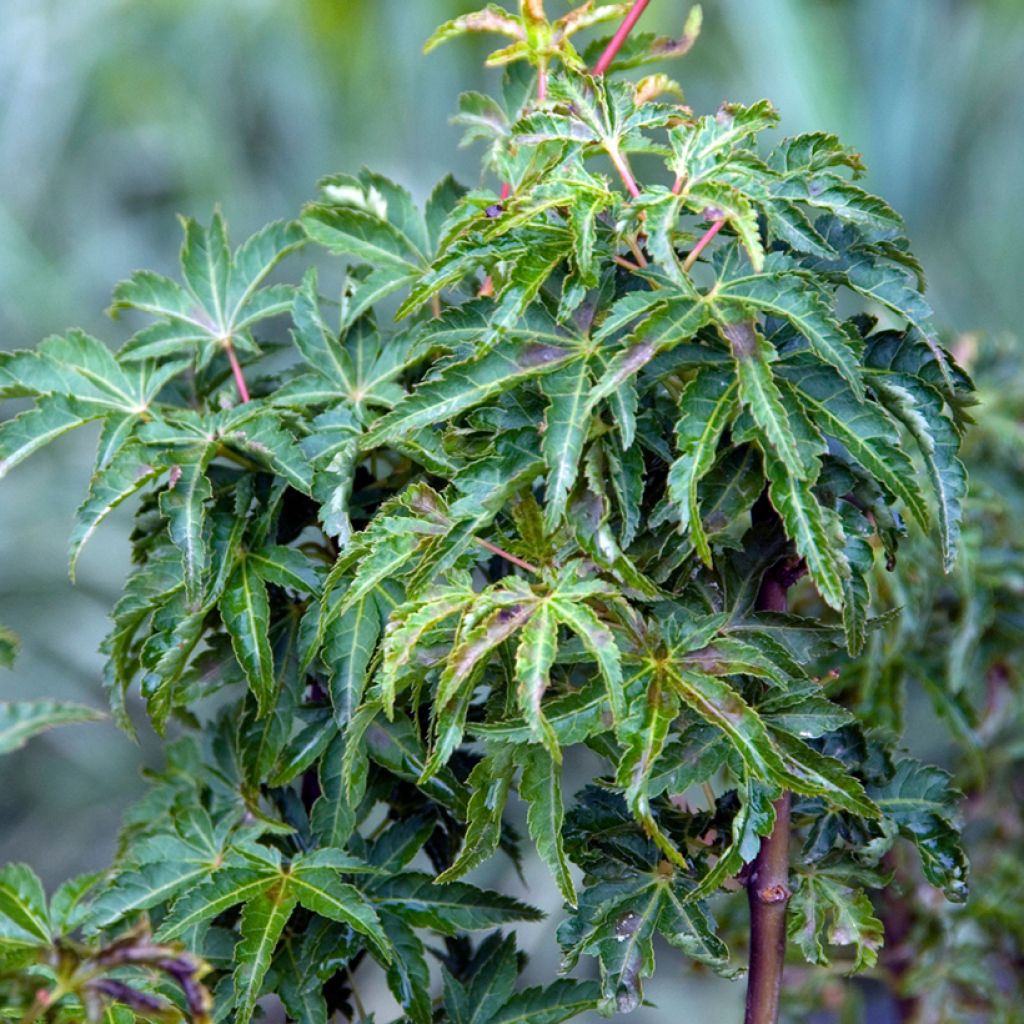 Érable du Japon - Acer palmatum Shishigashira