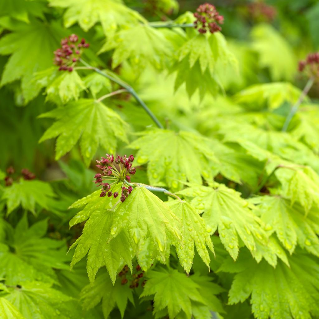 Érable du Japon - Acer shirasawanum Aureum