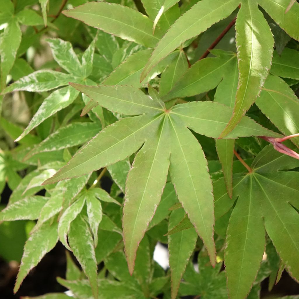 Erable du Japon - Acer palmatum Ukigumo