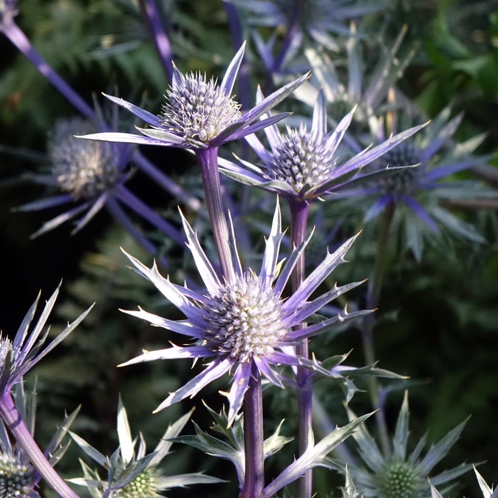 Eryngium Pico's Amethyst - Panicaut