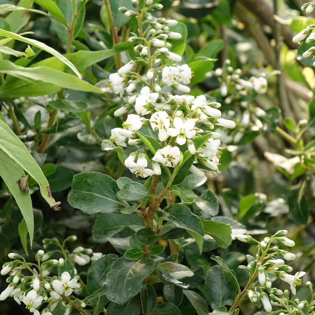 Escallonia Iveyi