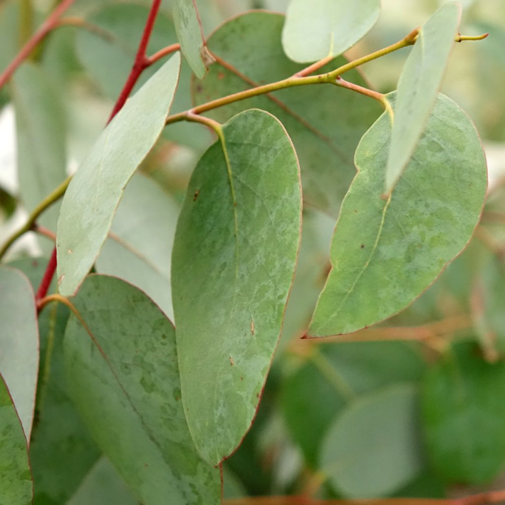 Eucalyptus delegatensis subsp. tasmaniensis 