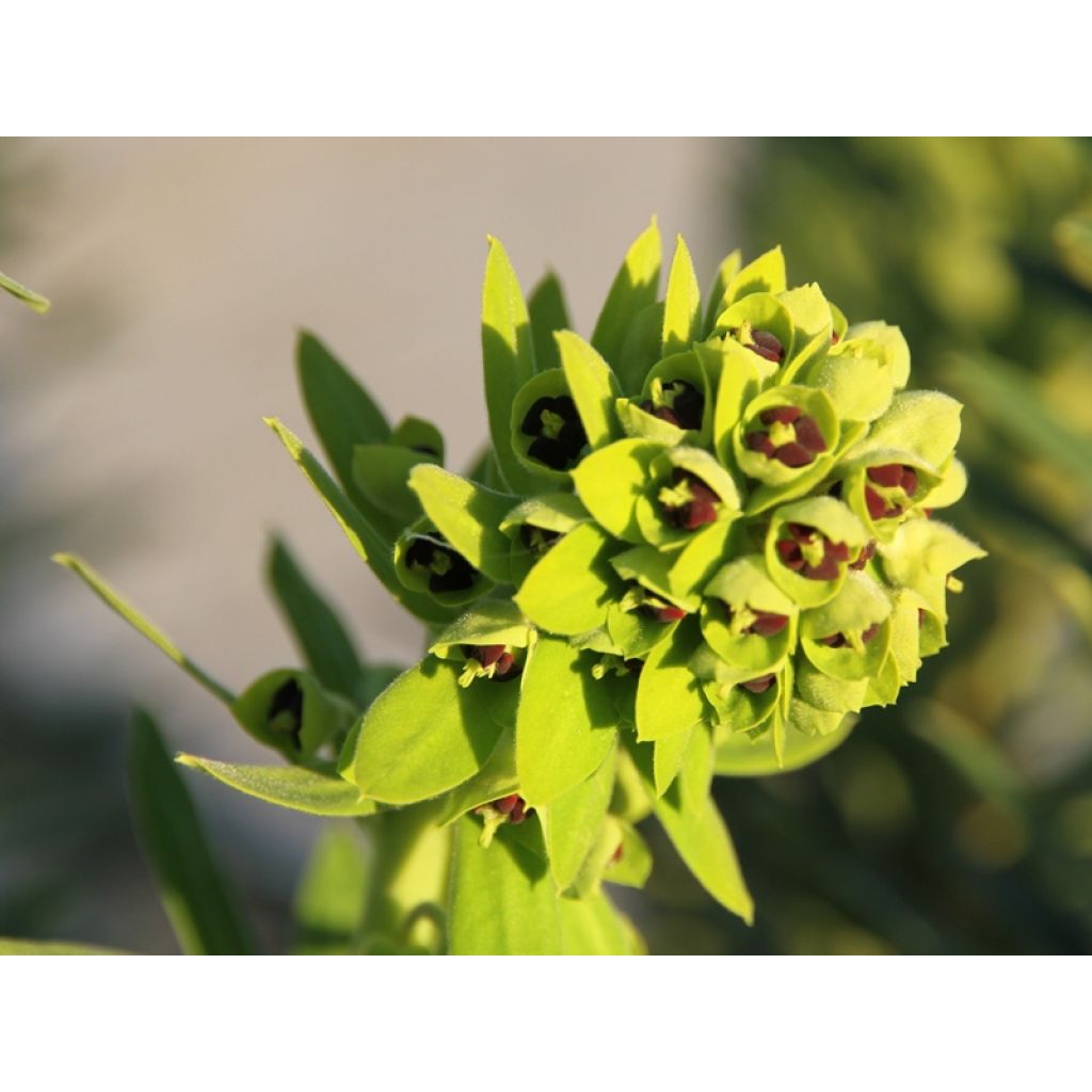 Euphorbe characias Black Pearl