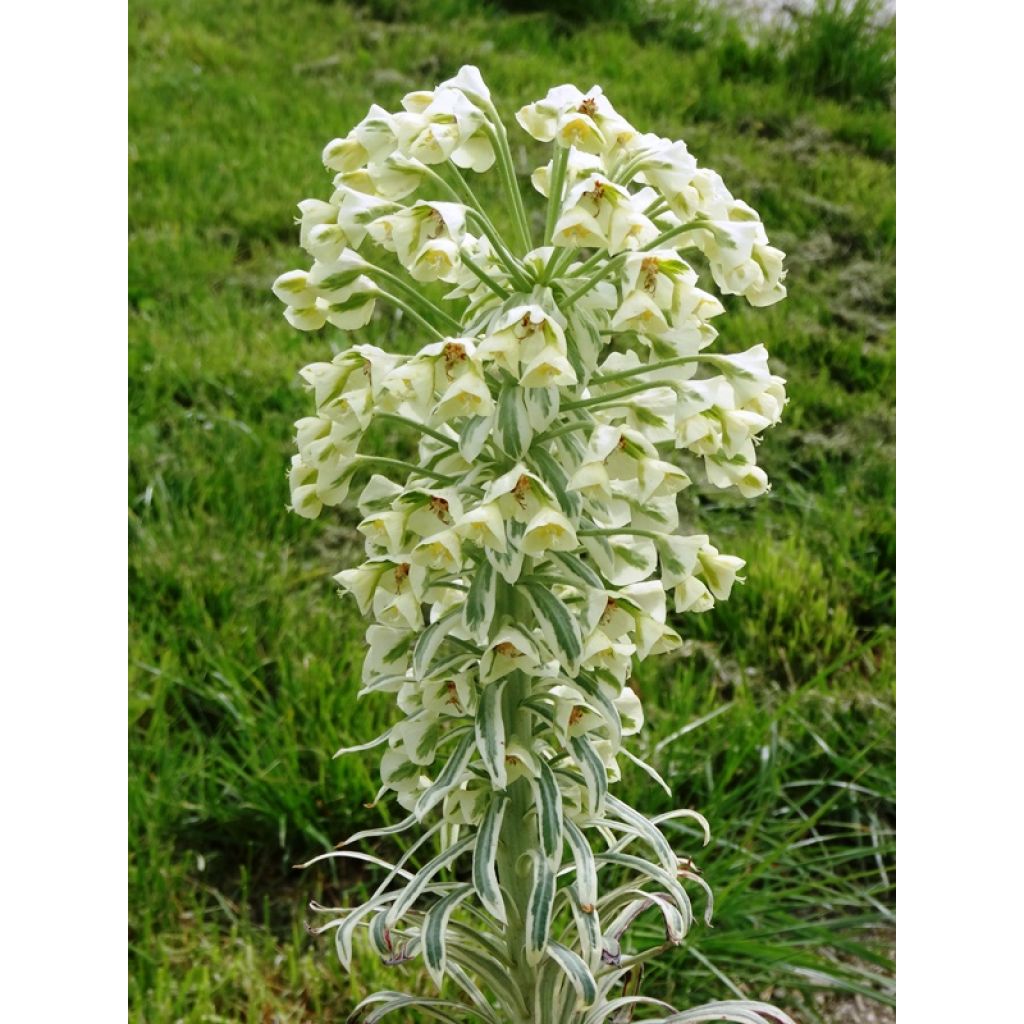 Euphorbia characias Tasmanian Tiger - Euphorbe panachée