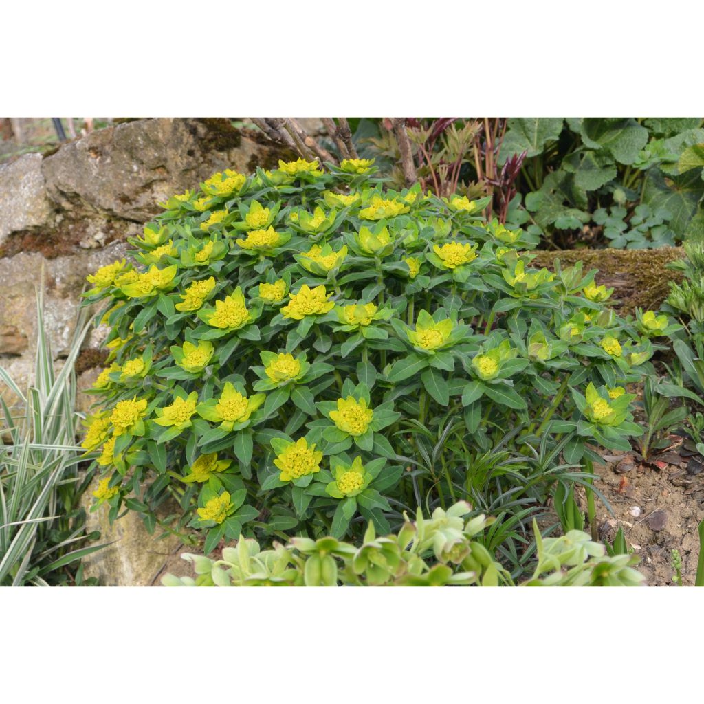 Euphorbia polychroma - Euphorbe polychrome