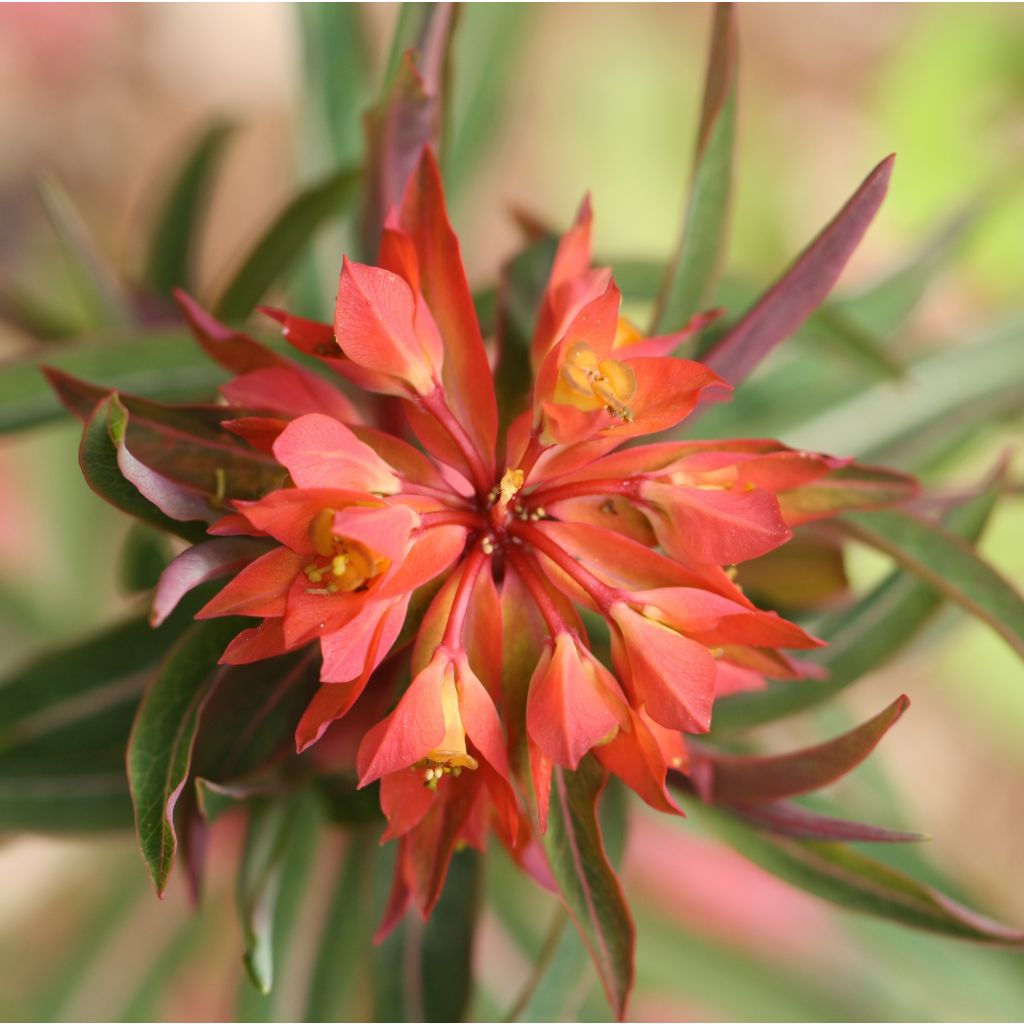 Euphorbia griffithii Fireglow - Euphorbe orange
