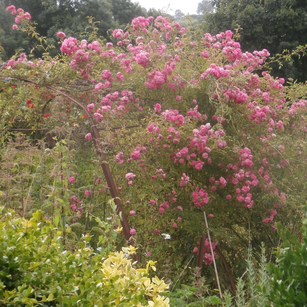 Rosier grimpant Excelsa