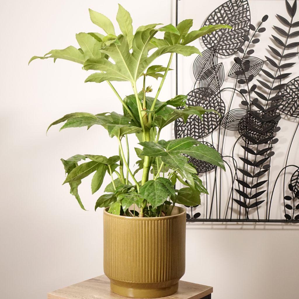 Faux-aralia - Fatsia japonica